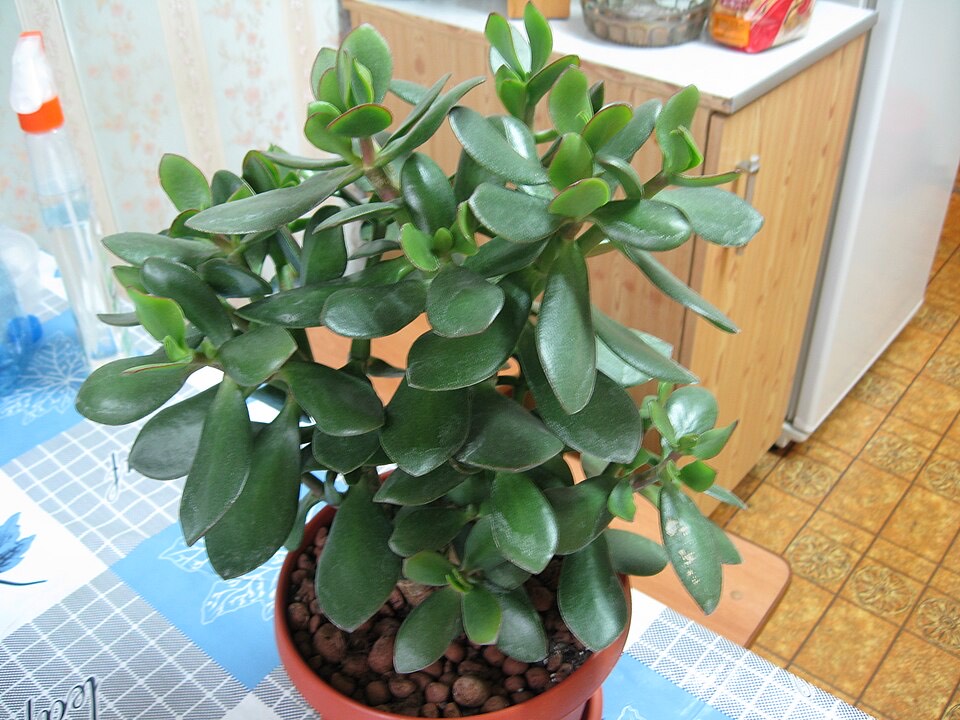 Geldbaum (Crassula ovata) – Bild 7