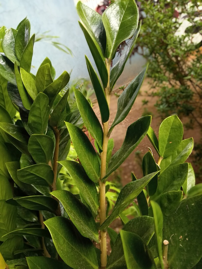 Glücksfeder (Zamioculcas zamiifolia)