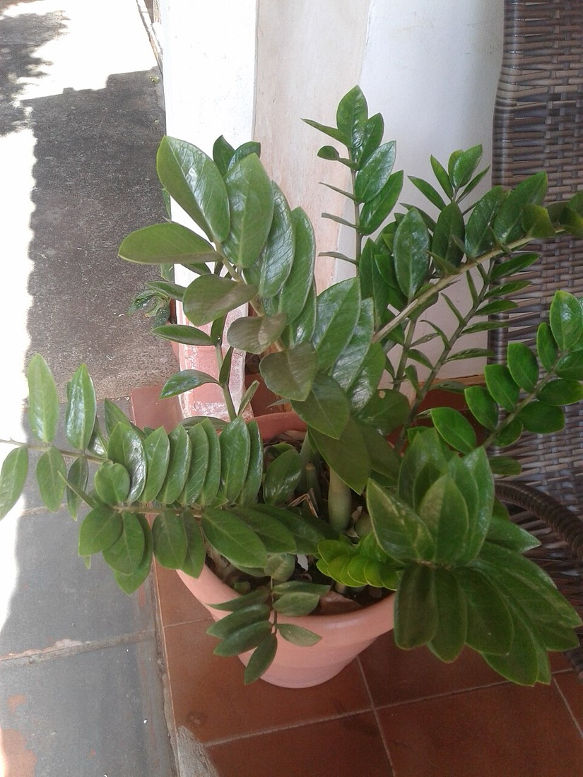 Glücksfeder (Zamioculcas zamiifolia) – Bild 2