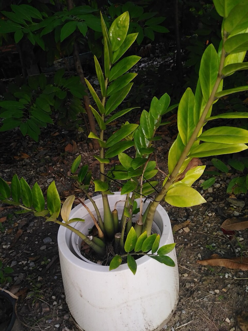 Glücksfeder (Zamioculcas zamiifolia) – Bild 3