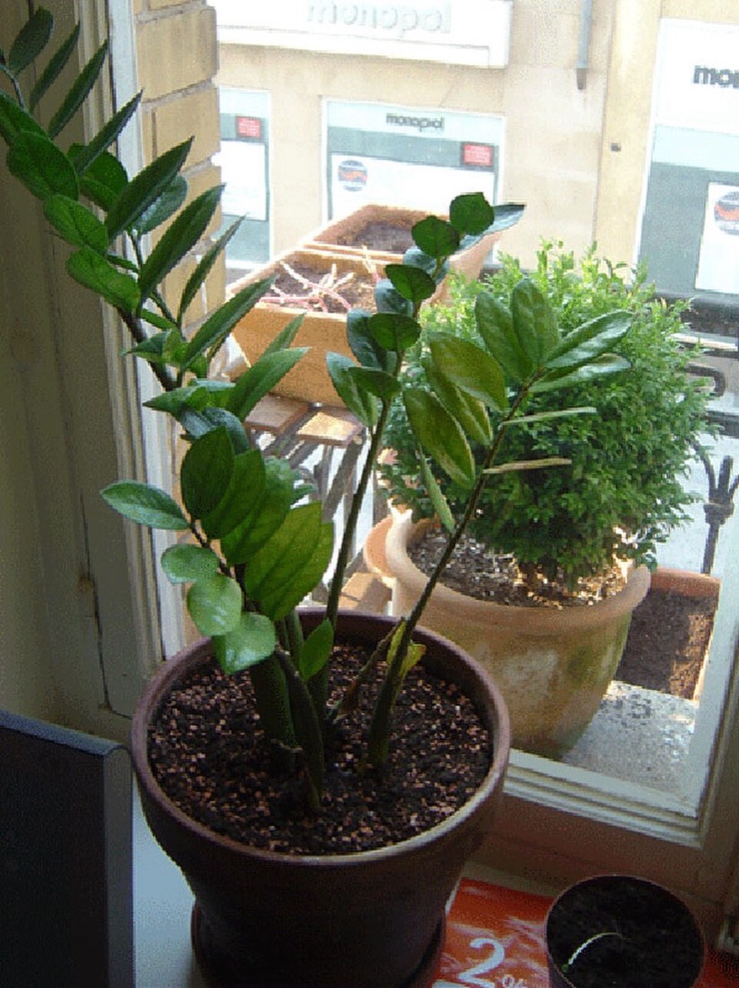 Glücksfeder (Zamioculcas zamiifolia) – Bild 4