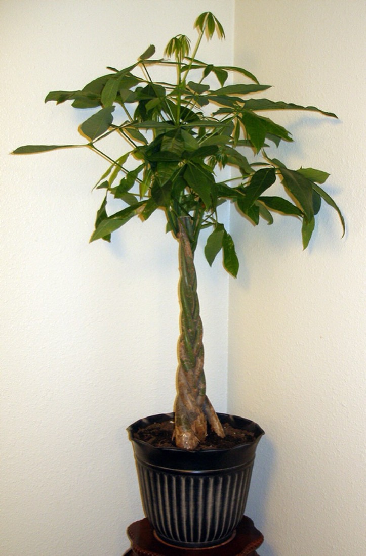 Glückskastanie (Pachira aquatica)