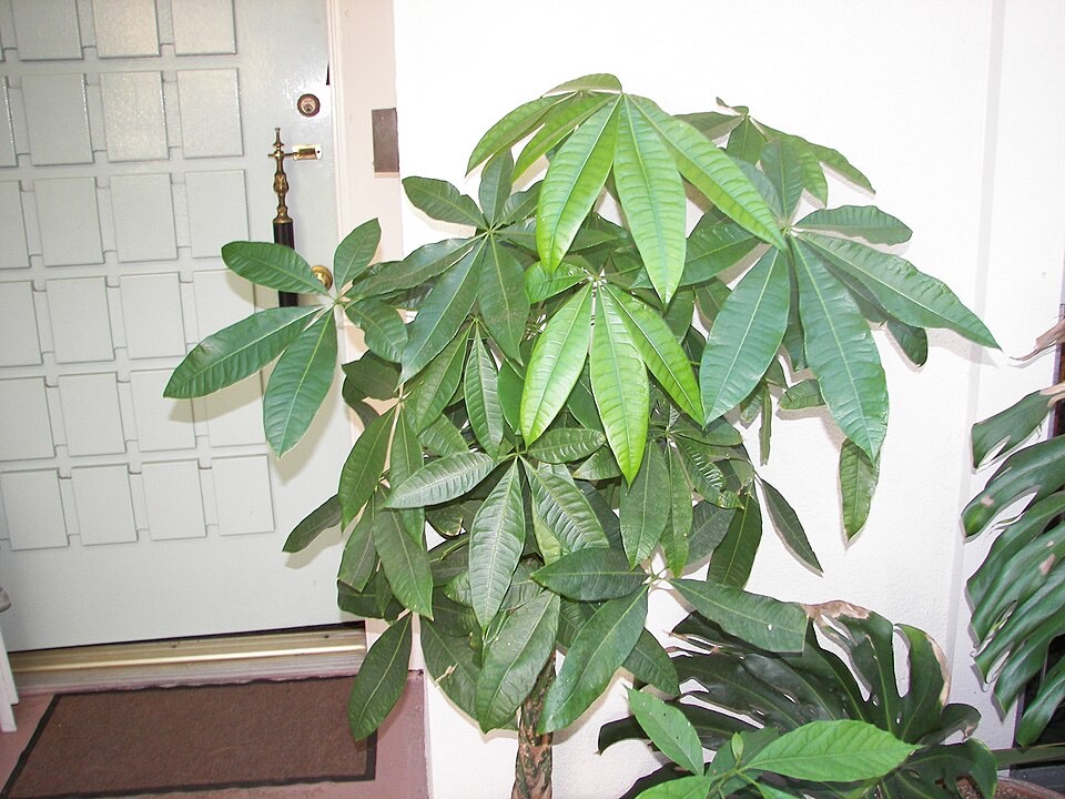 Glückskastanie (Pachira aquatica) – Bild 2