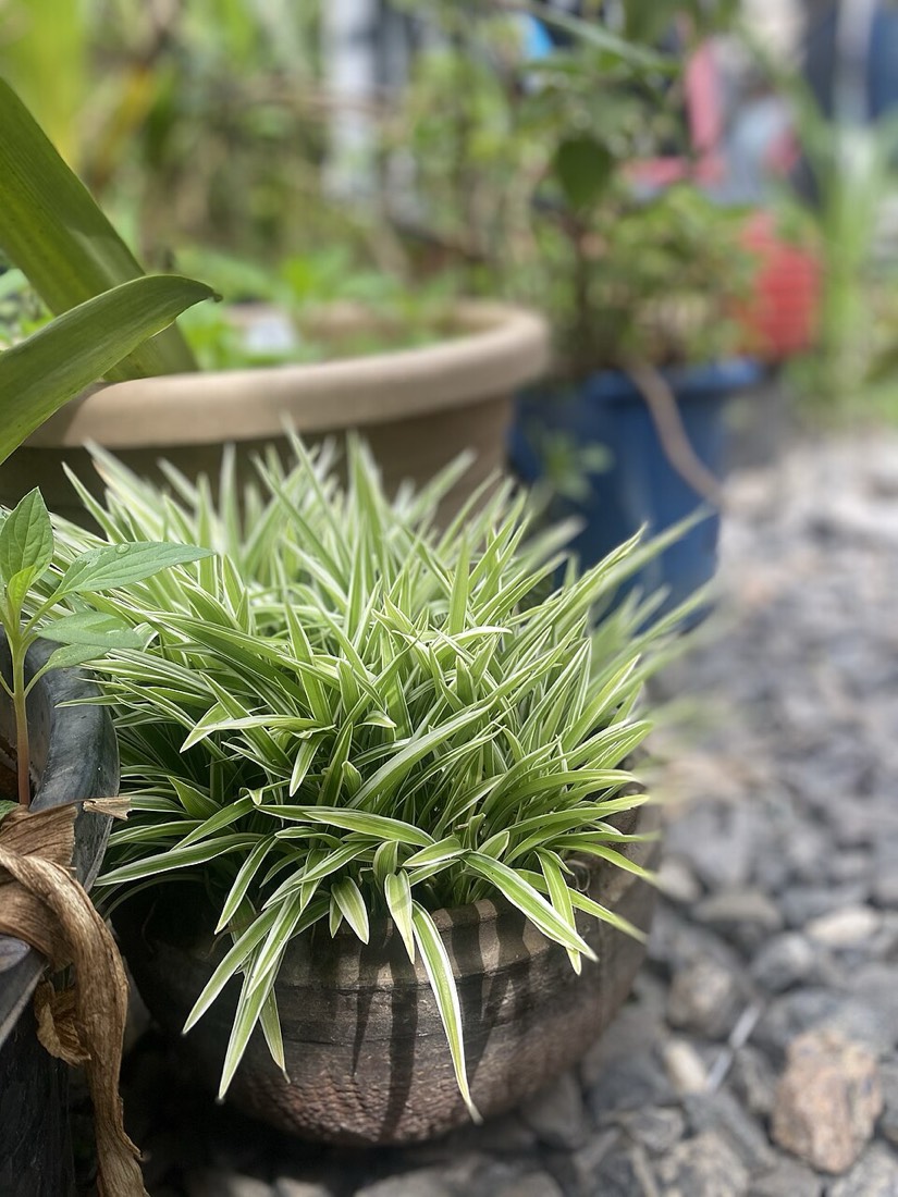 Grünlilie (Chlorophytum comosum)