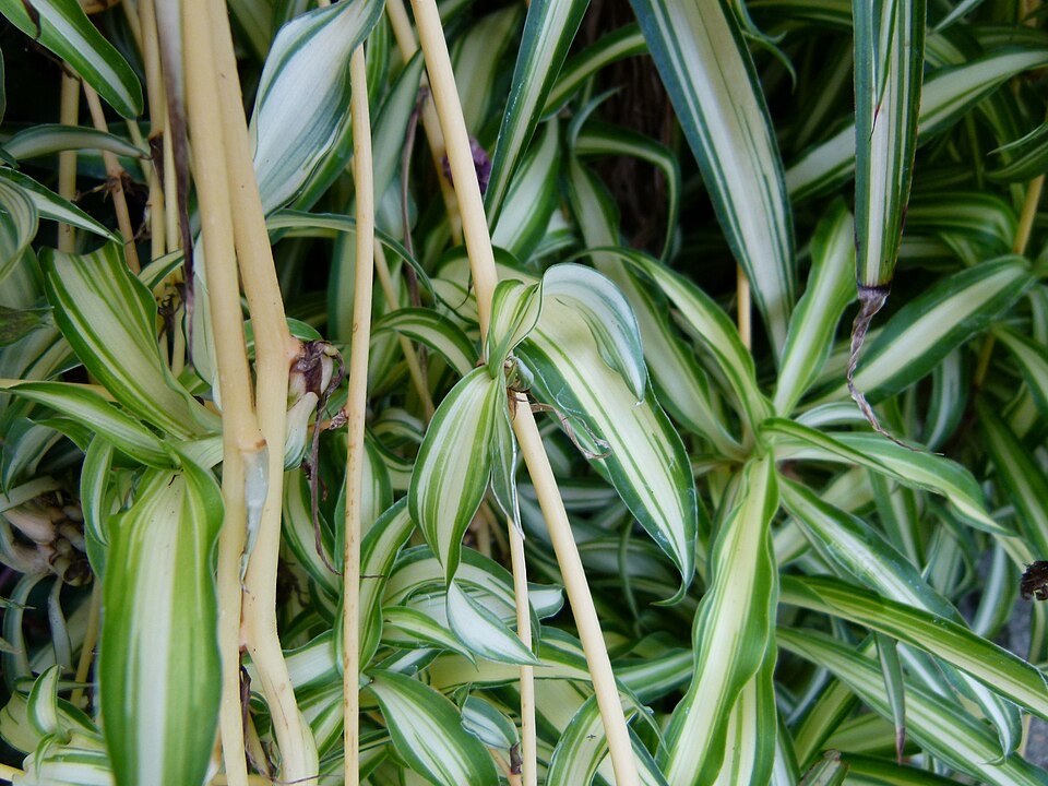 Grünlilie (Chlorophytum comosum) – Bild 2