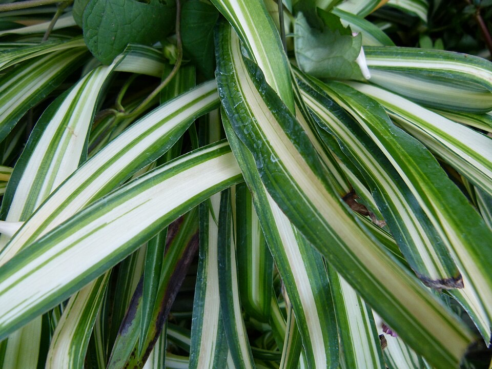 Grünlilie (Chlorophytum comosum) – Bild 3