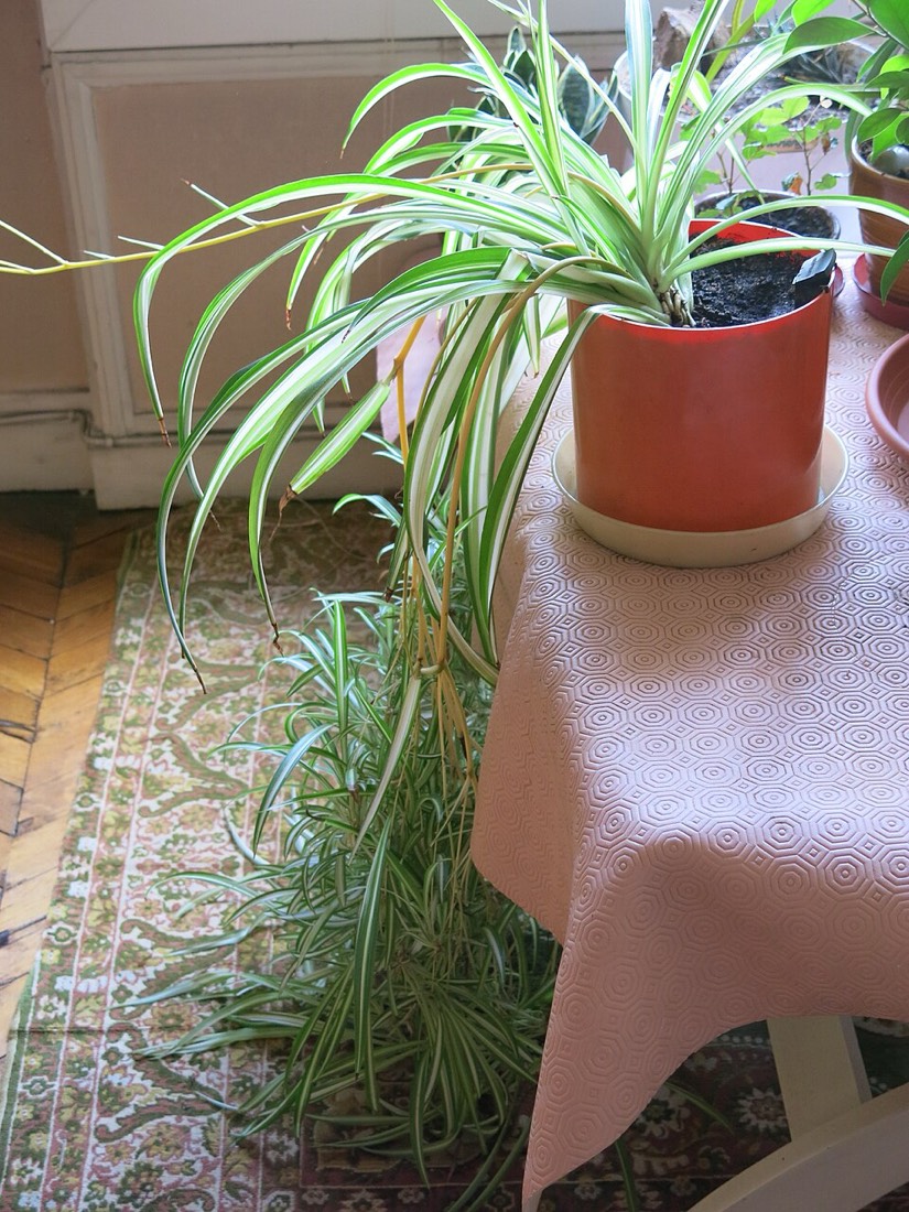 Grünlilie (Chlorophytum comosum) – Bild 4