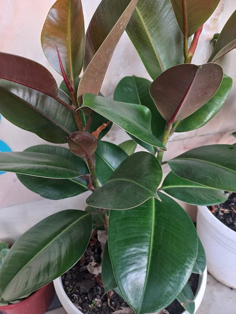 Gummibaum (Ficus elastica)