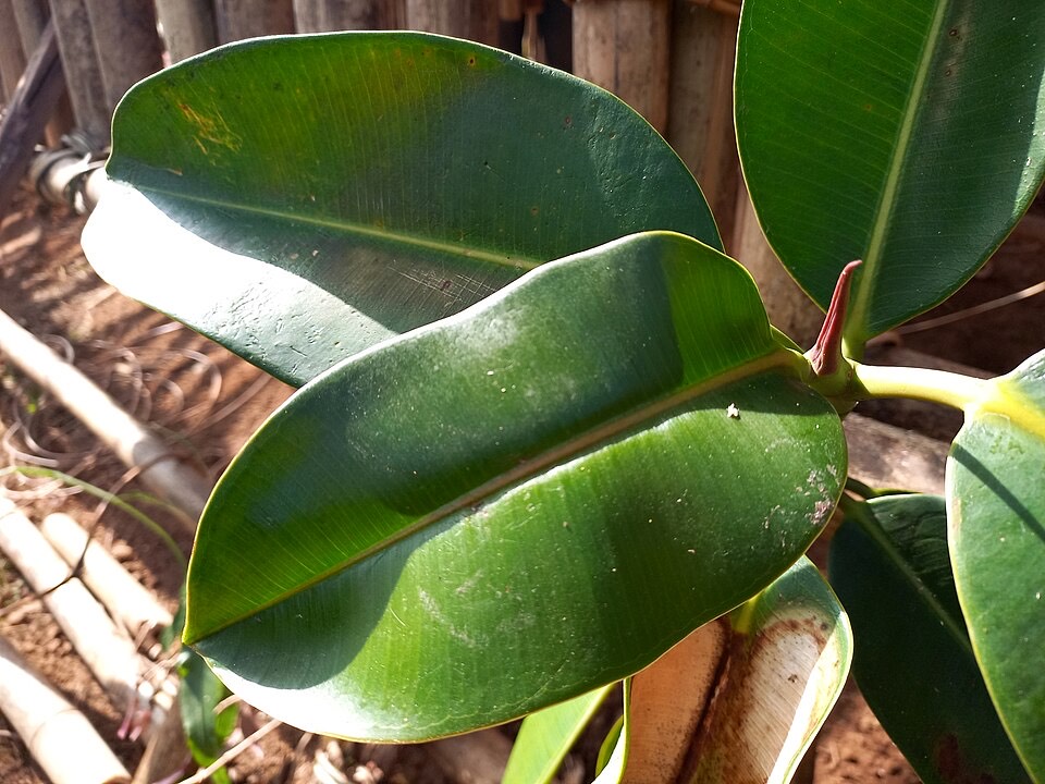 Gummibaum (Ficus elastica) – Bild 2