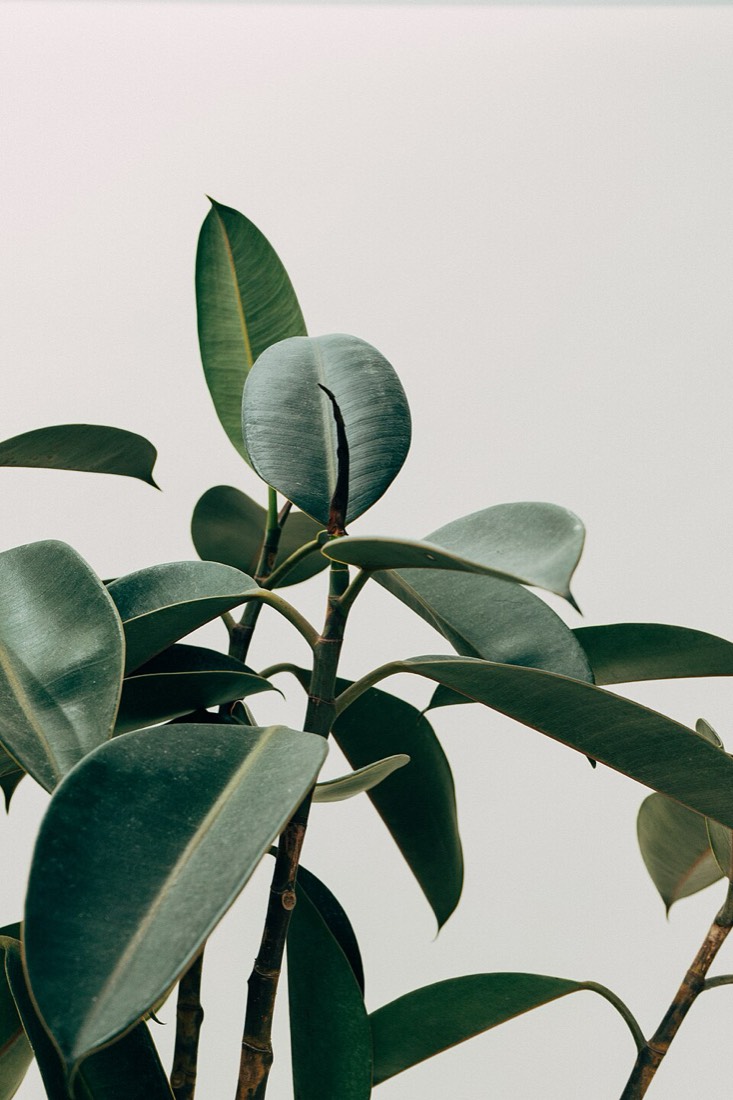 Gummibaum (Ficus elastica) – Bild 3