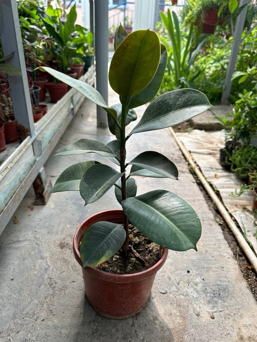 Gummibaum (Ficus elastica) – Bild 4