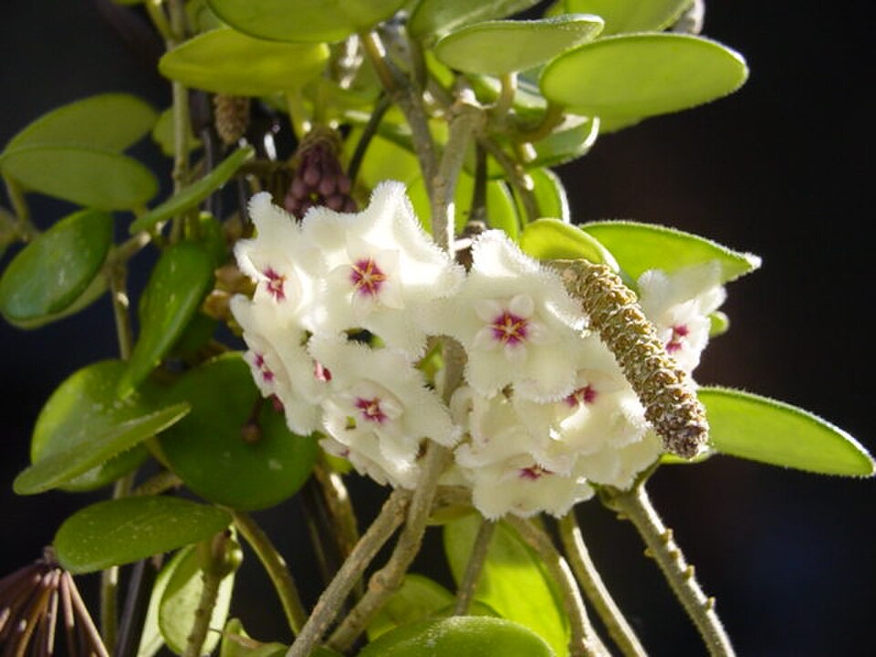 Wachsblume (Hoya carnosa)