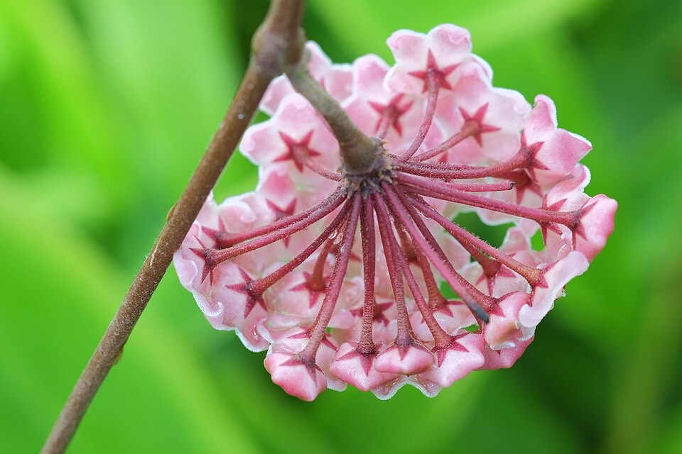 Wachsblume (Hoya carnosa) – Bild 2