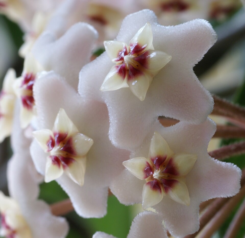 Wachsblume (Hoya carnosa) – Bild 3