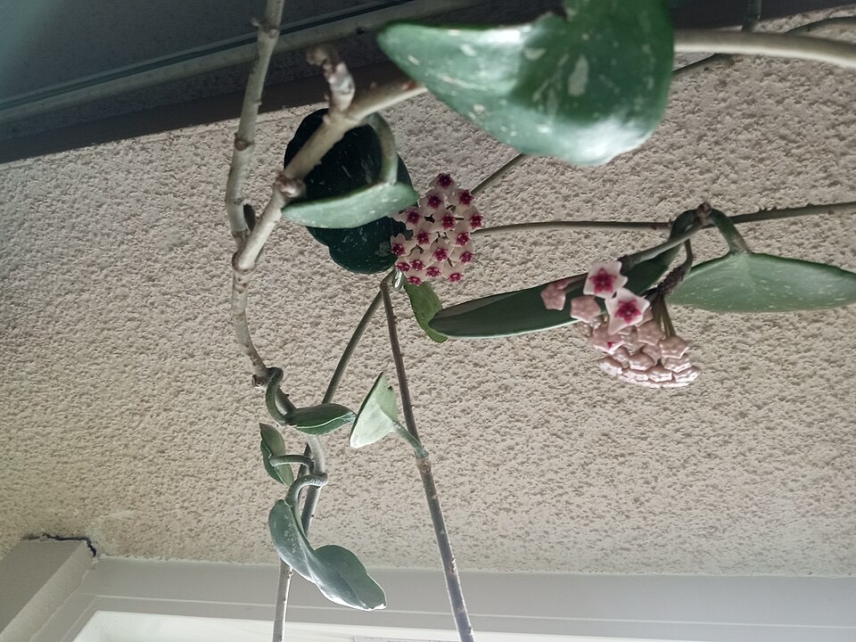 Wachsblume (Hoya carnosa) – Bild 4