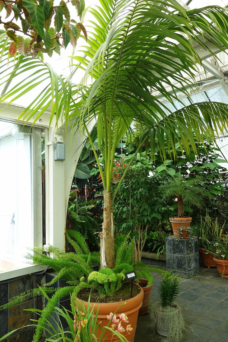 Kentia-Palme (Howea forsteriana)