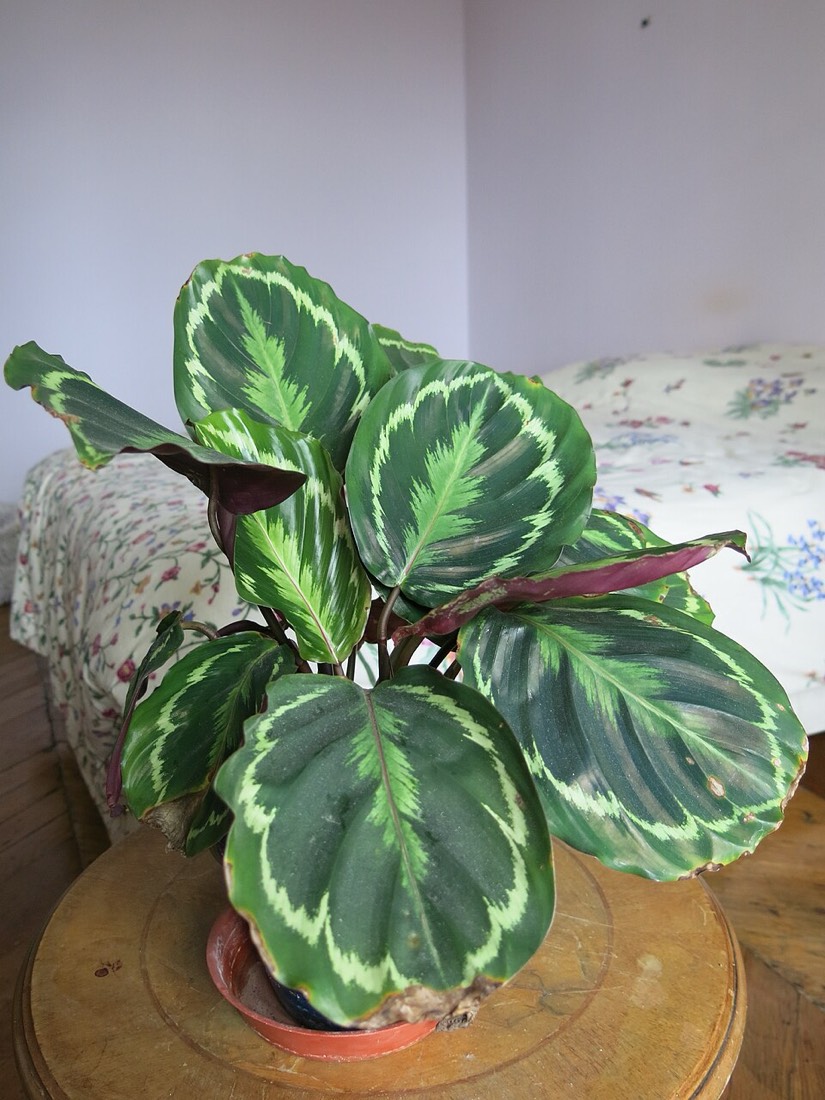 Pfeilwurz (Maranta / Gebetspflanze) (Maranta leuconeura)