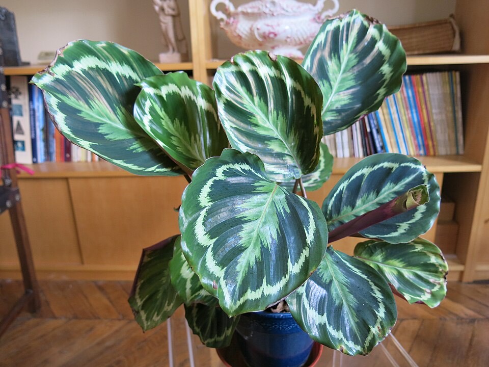 Pfeilwurz (Maranta / Gebetspflanze) (Maranta leuconeura) – Bild 2