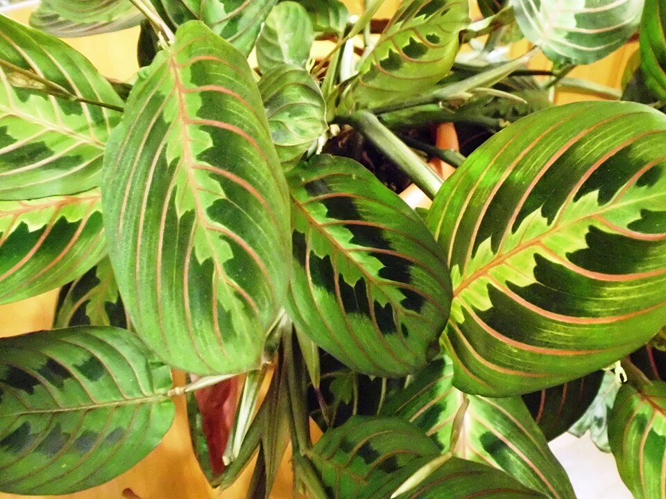 Pfeilwurz (Maranta / Gebetspflanze) (Maranta leuconeura) – Bild 3
