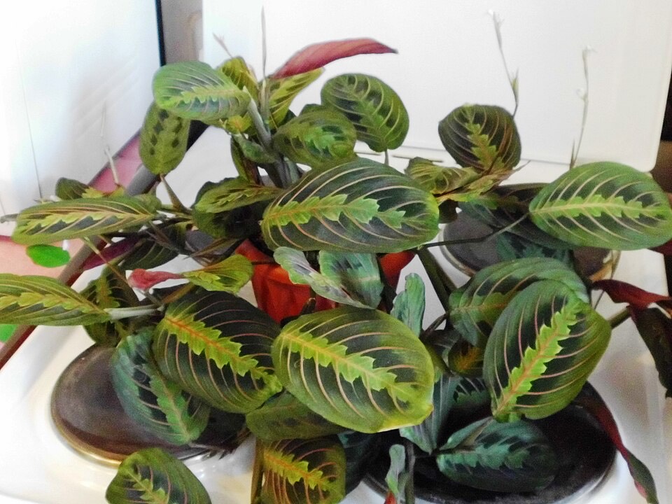 Pfeilwurz (Maranta / Gebetspflanze) (Maranta leuconeura) – Bild 4