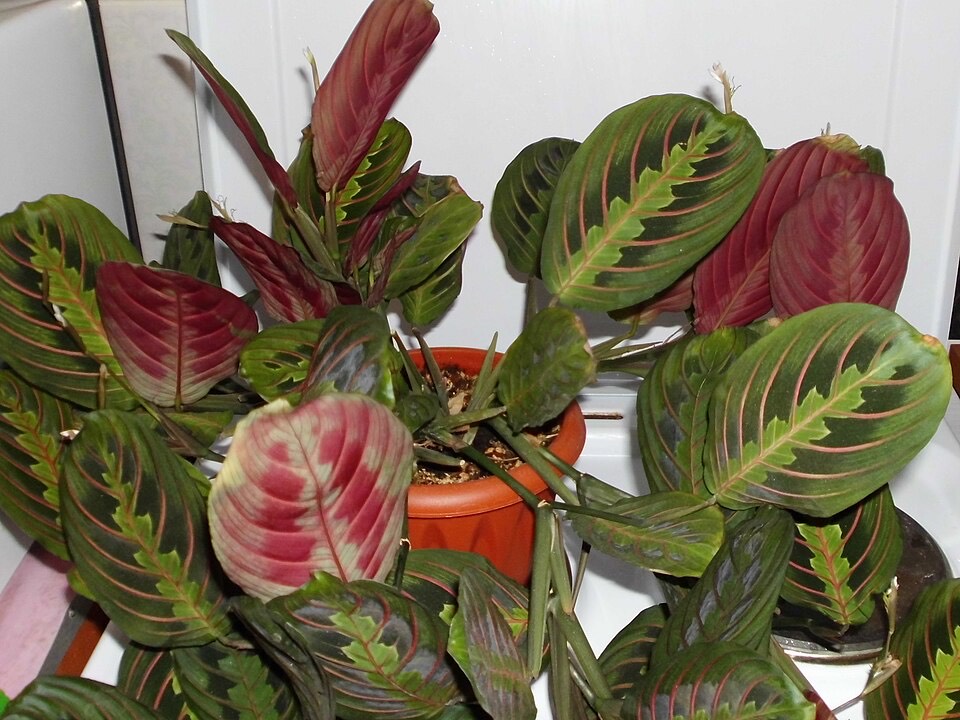 Pfeilwurz (Maranta / Gebetspflanze) (Maranta leuconeura) – Bild 5