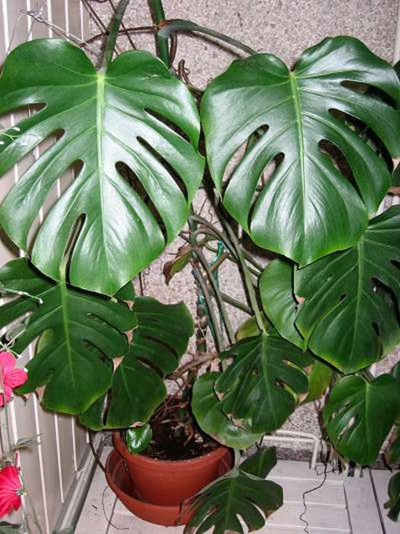 Monstera (Monstera deliciosa)