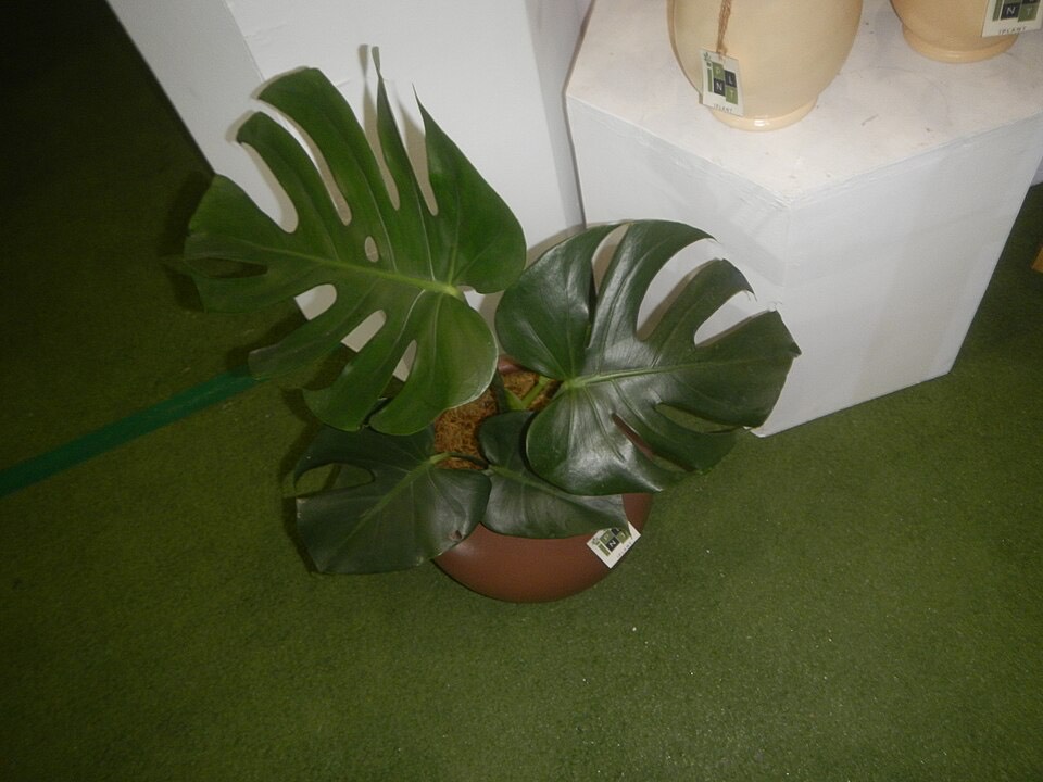 Monstera (Monstera deliciosa) – Bild 2
