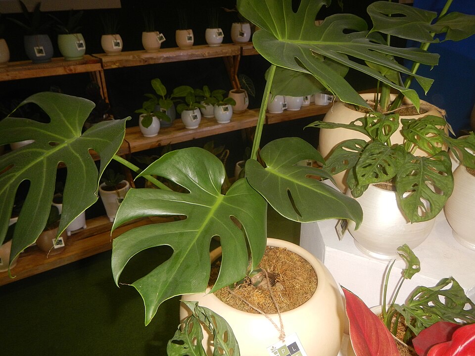 Monstera (Monstera deliciosa) – Bild 3