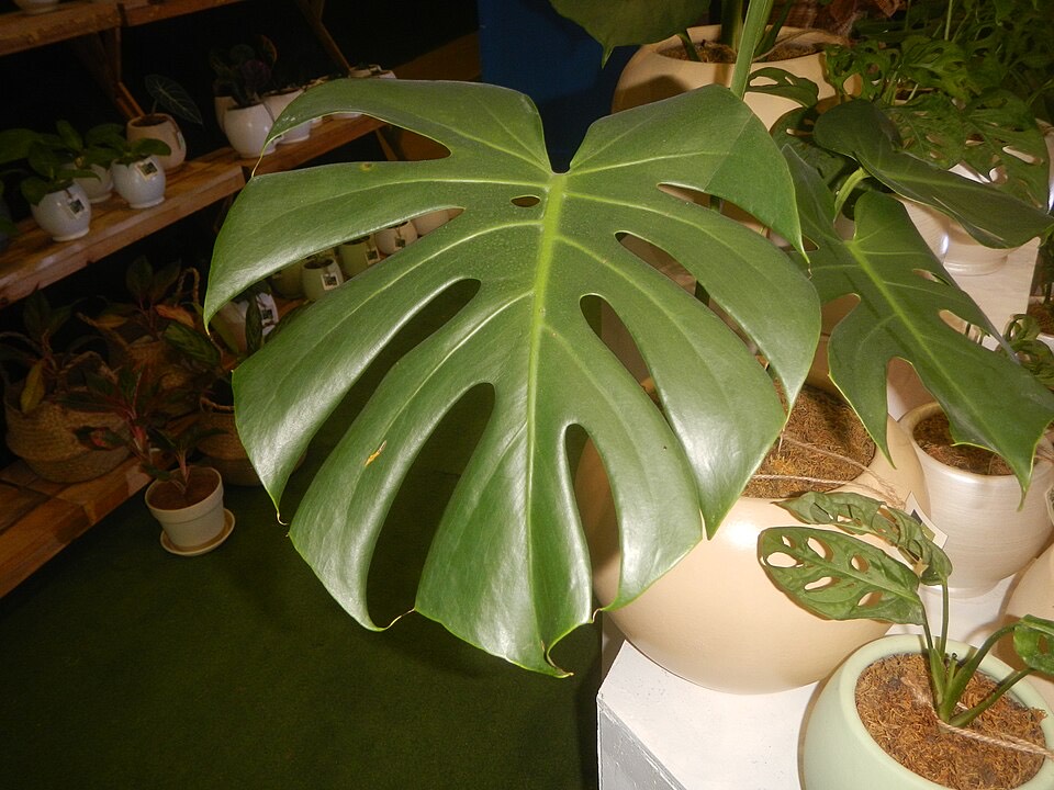 Monstera (Monstera deliciosa) – Bild 4
