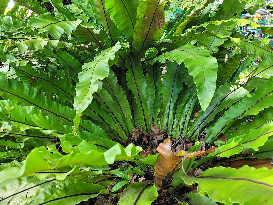 Nestfarn (Asplenium nidus)