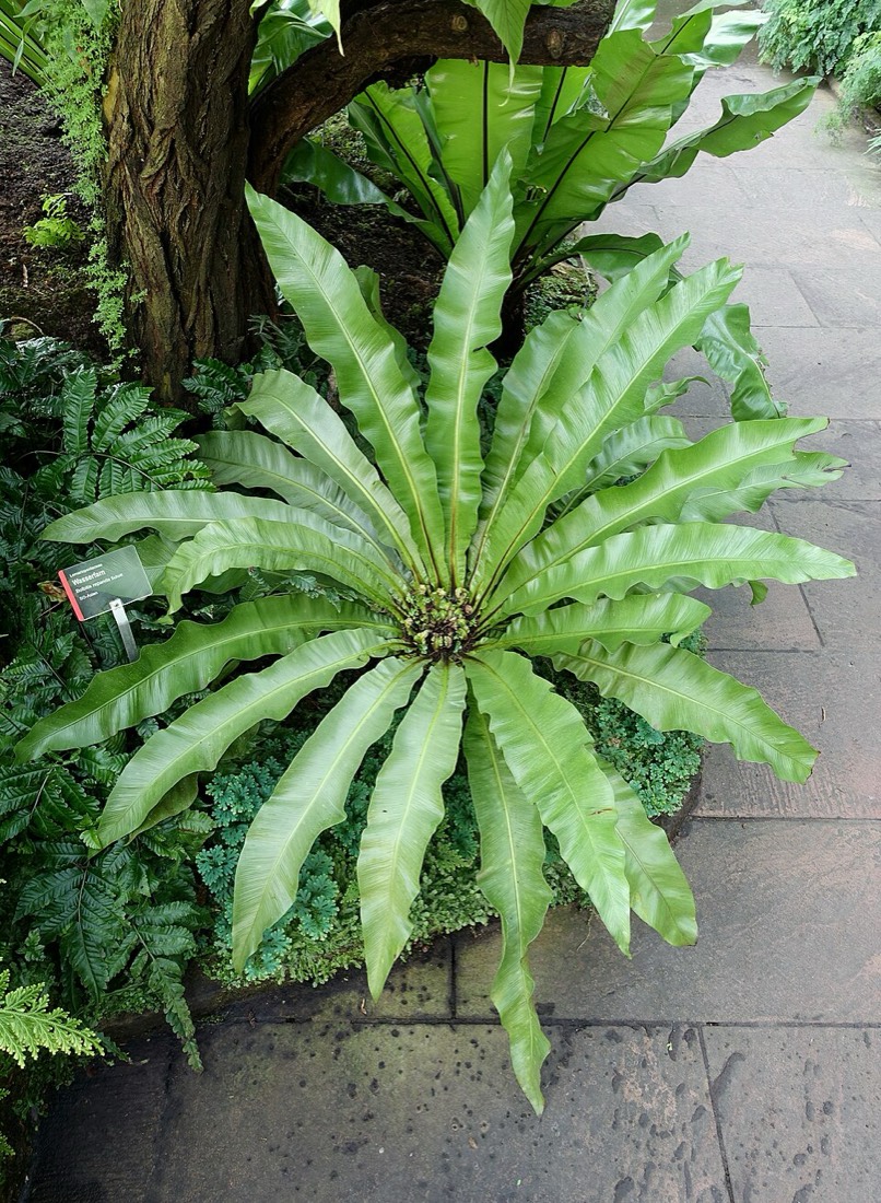 Nestfarn (Asplenium nidus) – Bild 2