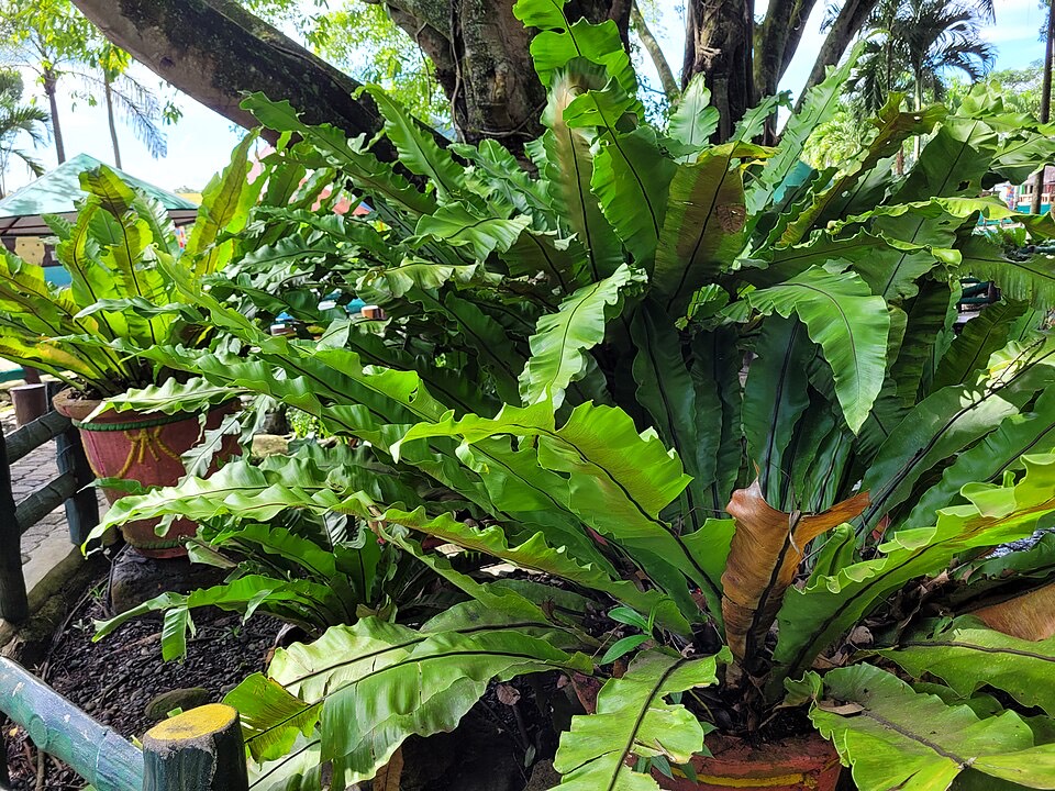 Nestfarn (Asplenium nidus) – Bild 4
