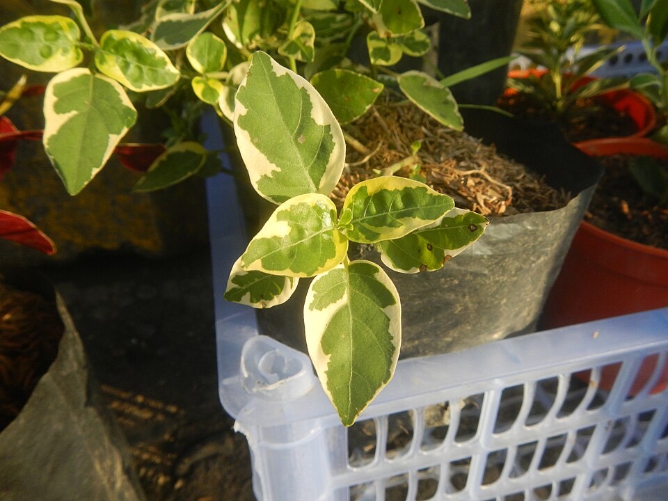 Peperomia (Peperomia obtusifolia)