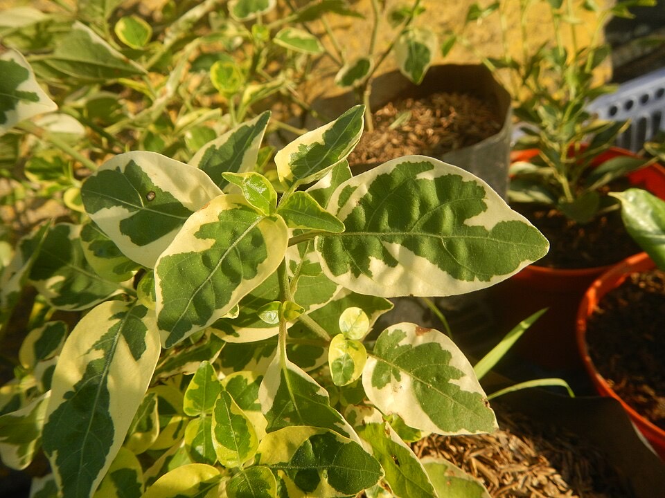 Peperomia (Peperomia obtusifolia) – Bild 2