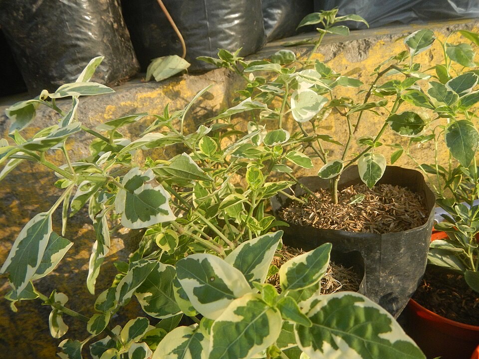Peperomia (Peperomia obtusifolia) – Bild 3