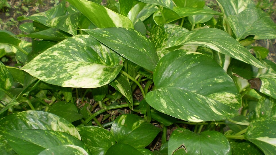 Philodendron (Philodendron hederaceum)