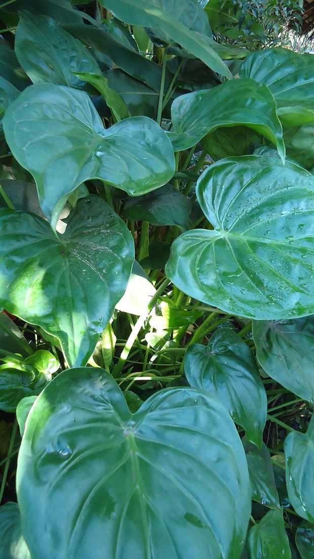 Philodendron (Philodendron hederaceum) – Bild 2