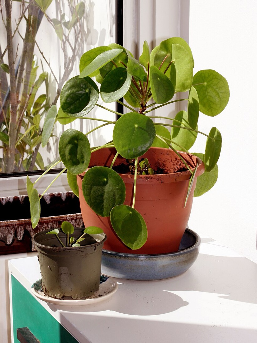 Pilea (Chinesische Geldpflanze) (Pilea peperomioides)