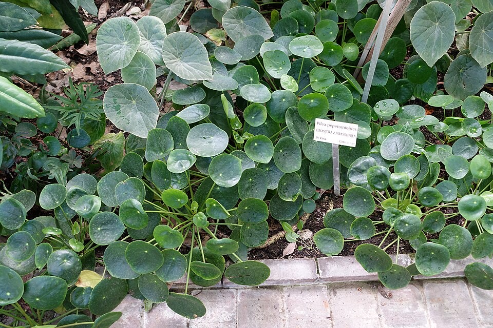 Pilea (Chinesische Geldpflanze) (Pilea peperomioides) – Bild 2