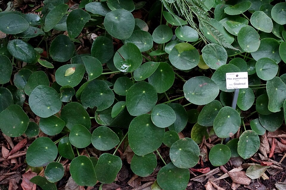 Pilea (Chinesische Geldpflanze) (Pilea peperomioides) – Bild 3