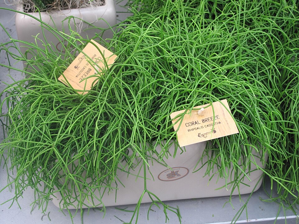 Rhipsalis (Rhipsalis baccifera)