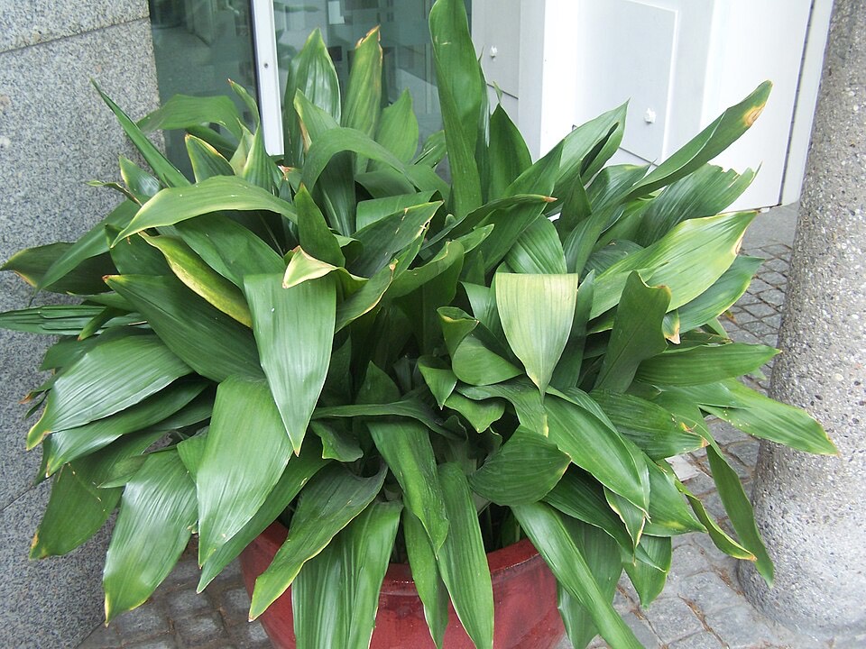 Schusterpalme (Aspidistra elatior)
