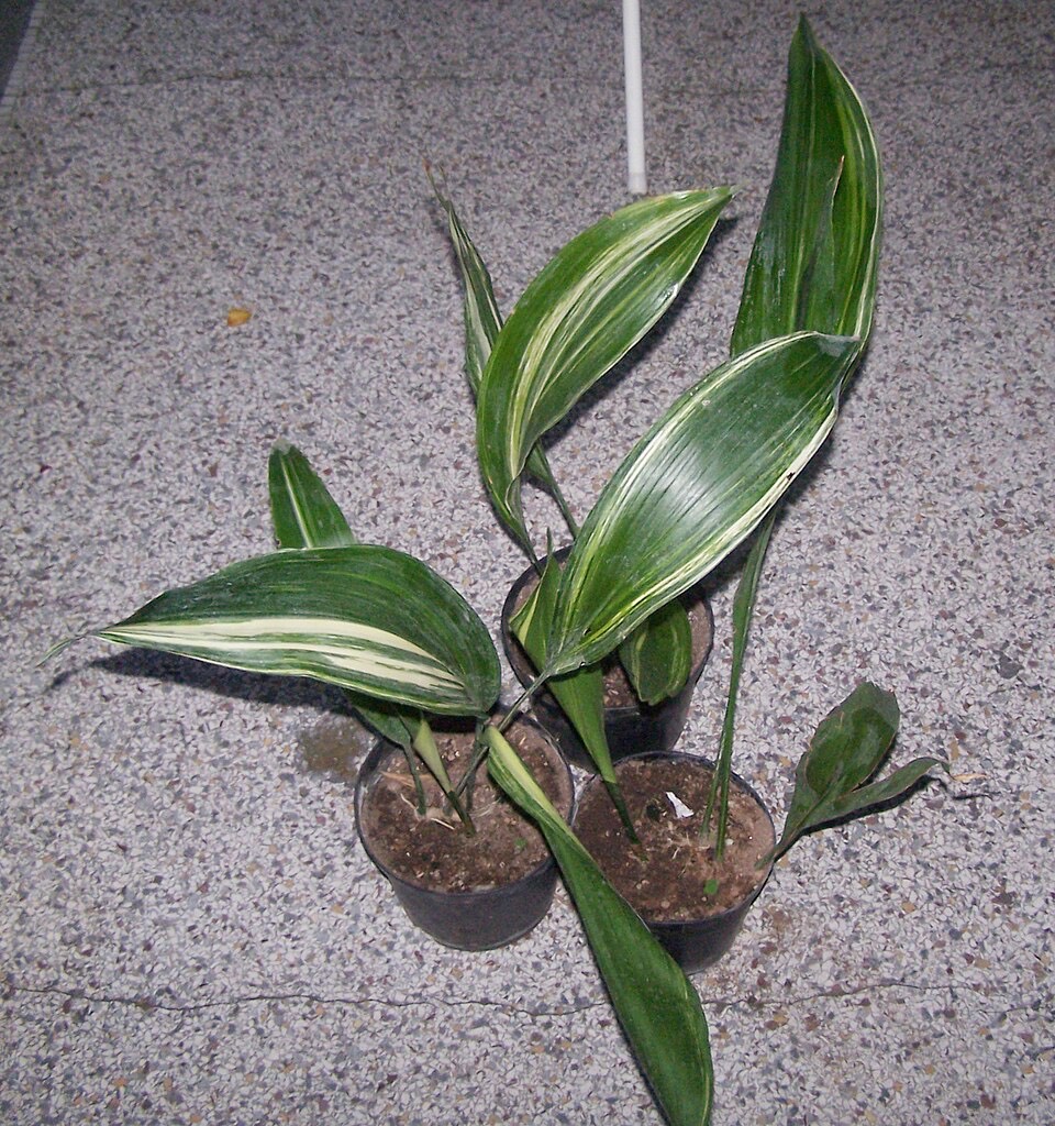 Schusterpalme (Aspidistra elatior) – Bild 2