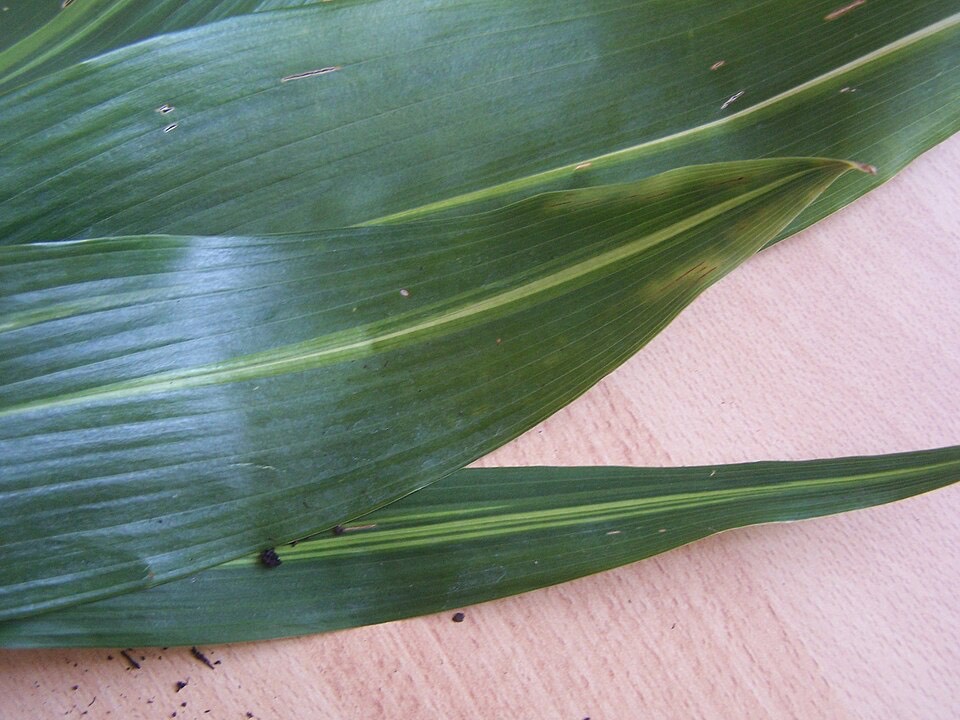 Schusterpalme (Aspidistra elatior) – Bild 3