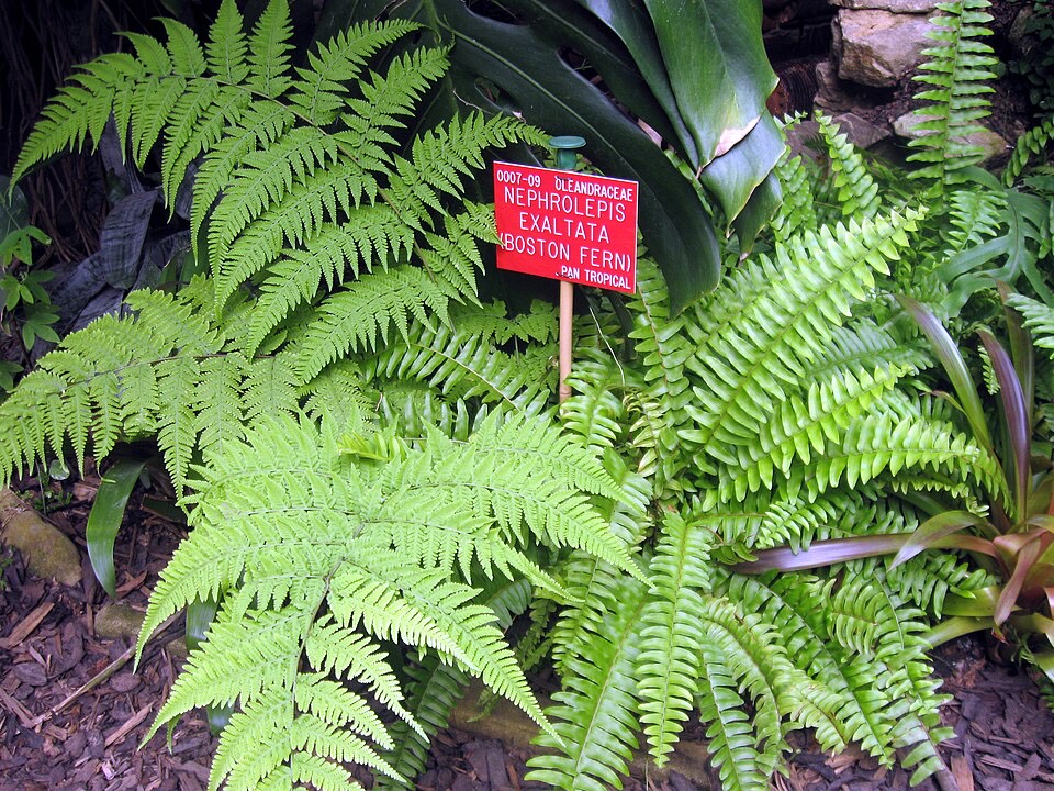 Schwertfarn (Nephrolepis exaltata)