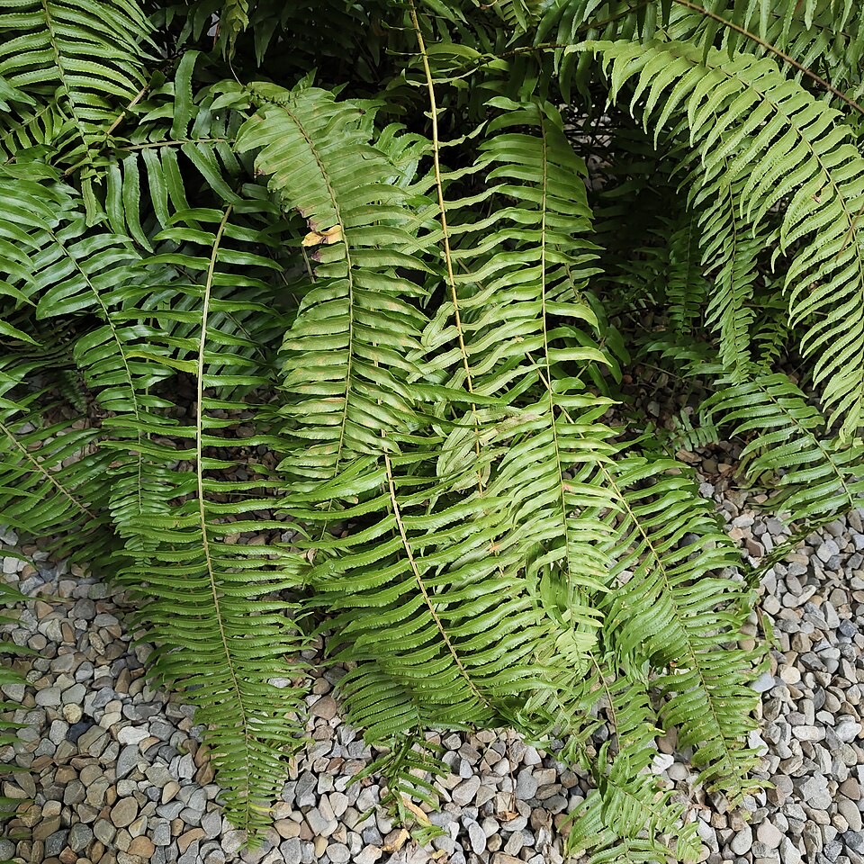 Schwertfarn (Nephrolepis exaltata) – Bild 2