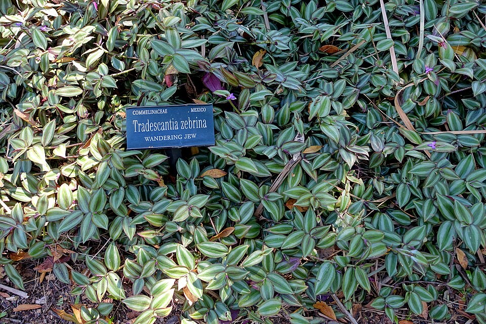 Dreimasterblume (Tradescantia zebrina)