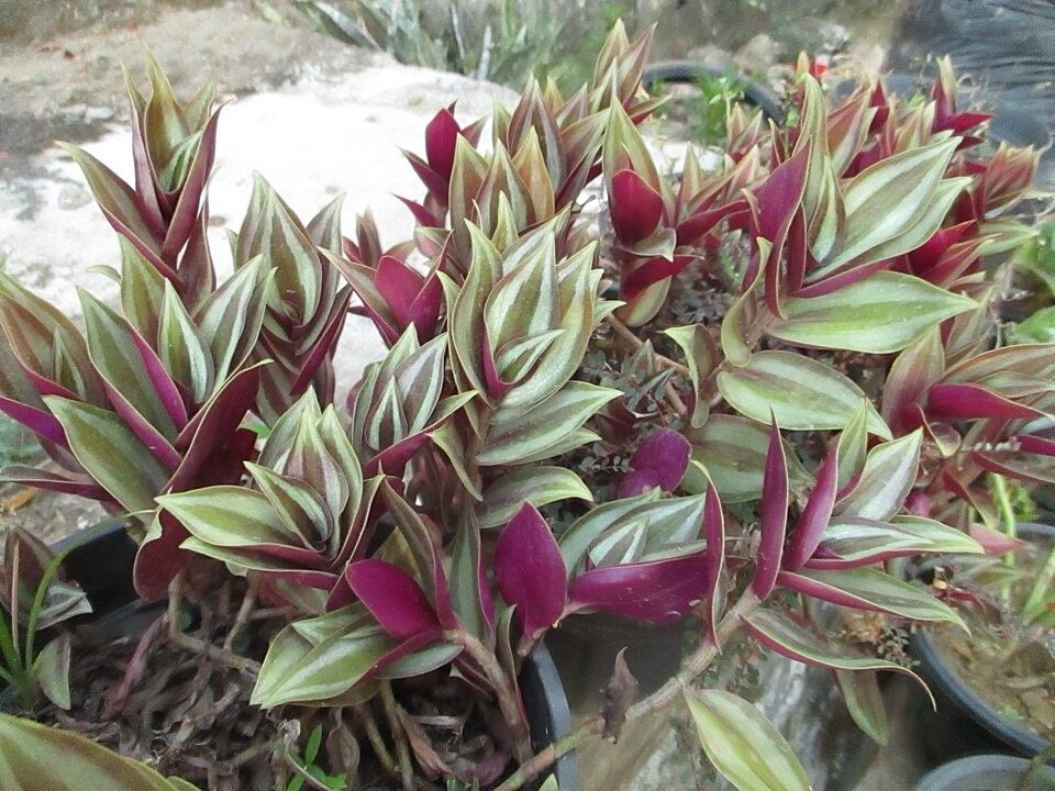Dreimasterblume (Tradescantia zebrina) – Bild 2