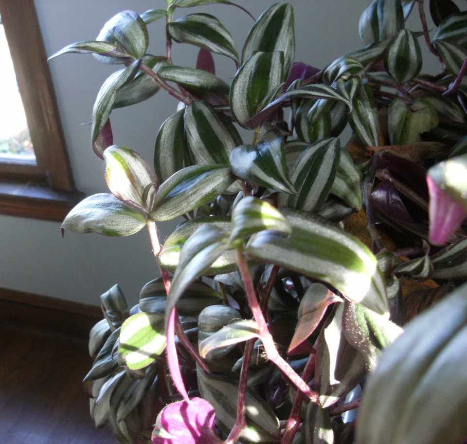 Dreimasterblume (Tradescantia zebrina) – Bild 3