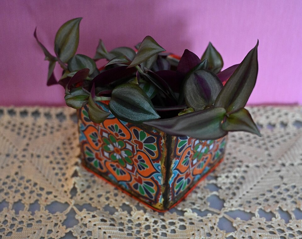 Dreimasterblume (Tradescantia zebrina) – Bild 4